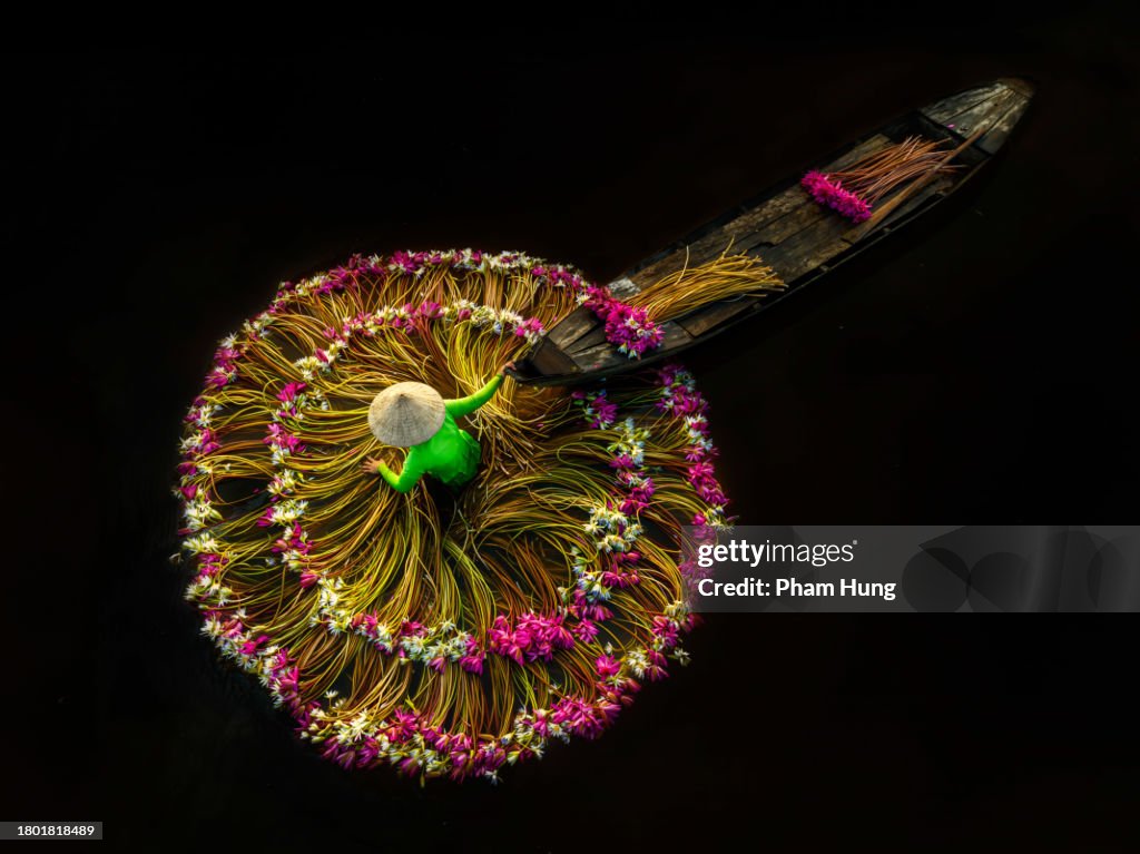 Harvesting water lily in Moc Hoa