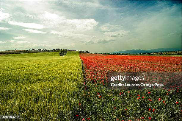 los colores de la primavera - season 2012 imagens e fotografias de stock