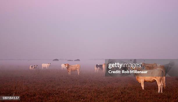 eyeing the intruder - cattle stock pictures, royalty-free photos & images