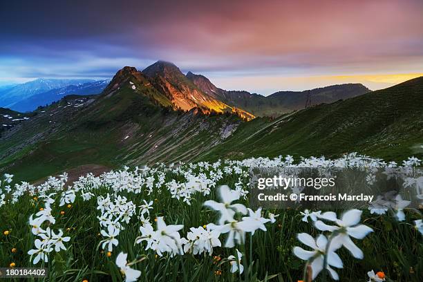 sunset over narcissus field and vanil des artses - daffodils stock-fotos und bilder