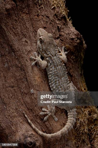 tarentola mauritanica (common wall gecko, moorish gecko, crocodile gecko, european common gecko) - tarentola stock pictures, royalty-free photos & images