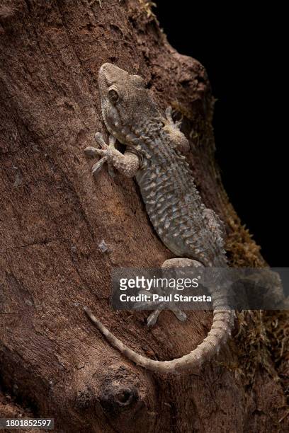 tarentola mauritanica (common wall gecko, moorish gecko, crocodile gecko, european common gecko) - tarentola stock pictures, royalty-free photos & images