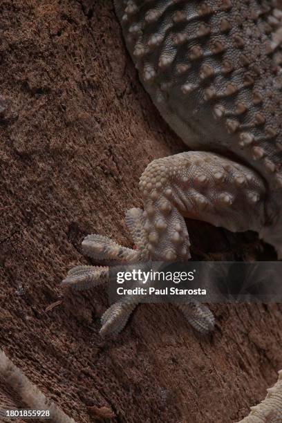tarentola mauritanica (common wall gecko, moorish gecko, crocodile gecko, european common gecko) - hind leg - tarentola stock pictures, royalty-free photos & images