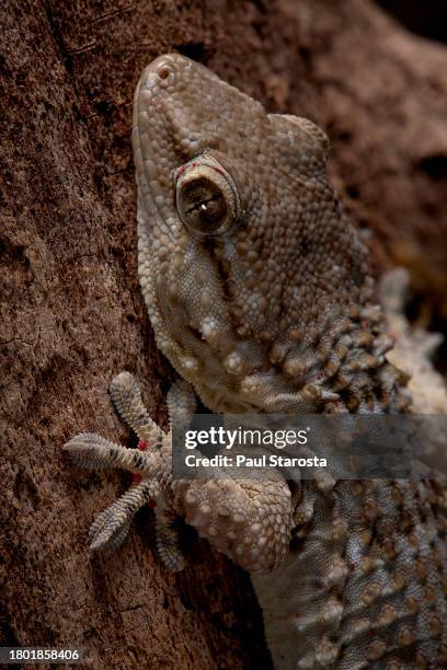 tarentola mauritanica (common wall gecko, moorish gecko, crocodile gecko, european common gecko) - paw, head, eye - tarentola stock pictures, royalty-free photos & images