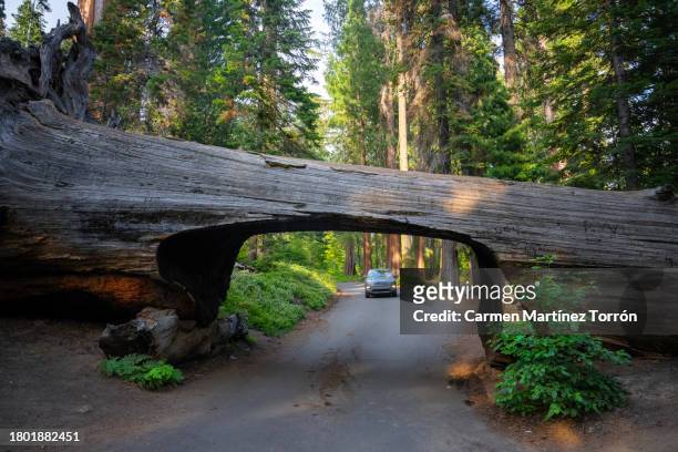 car passing through a tunnel in the trunk of a fallen tree tunnel log, sequoia national park, usa. - sequoia stock pictures, royalty-free photos & images