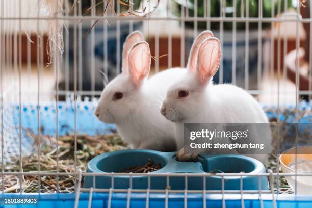 Two Rabbts In Box 1,052 Rabbit Cage Stock Photos, High-Res Pictures, and Images - Getty ...