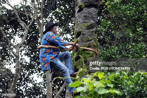 Palm wine tapper Anthony Ozioko climbs a 50-foot palm tree to tap palm wine at Eha-Alumona town, Nsukka district of southeastern Nigeria on August 8,...