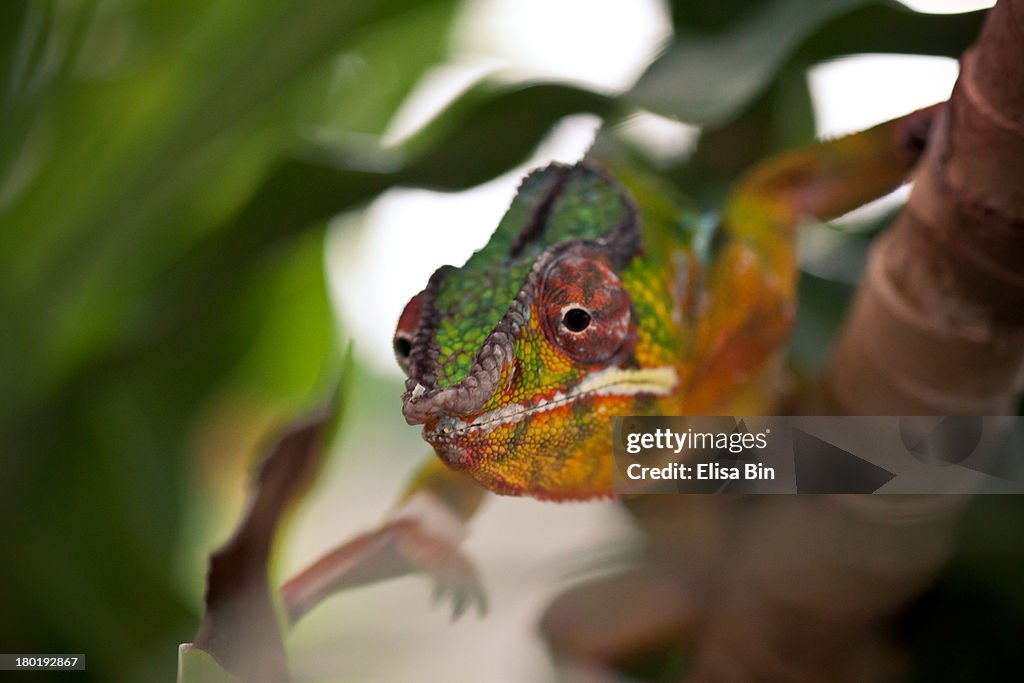 Chameleon moving slowly