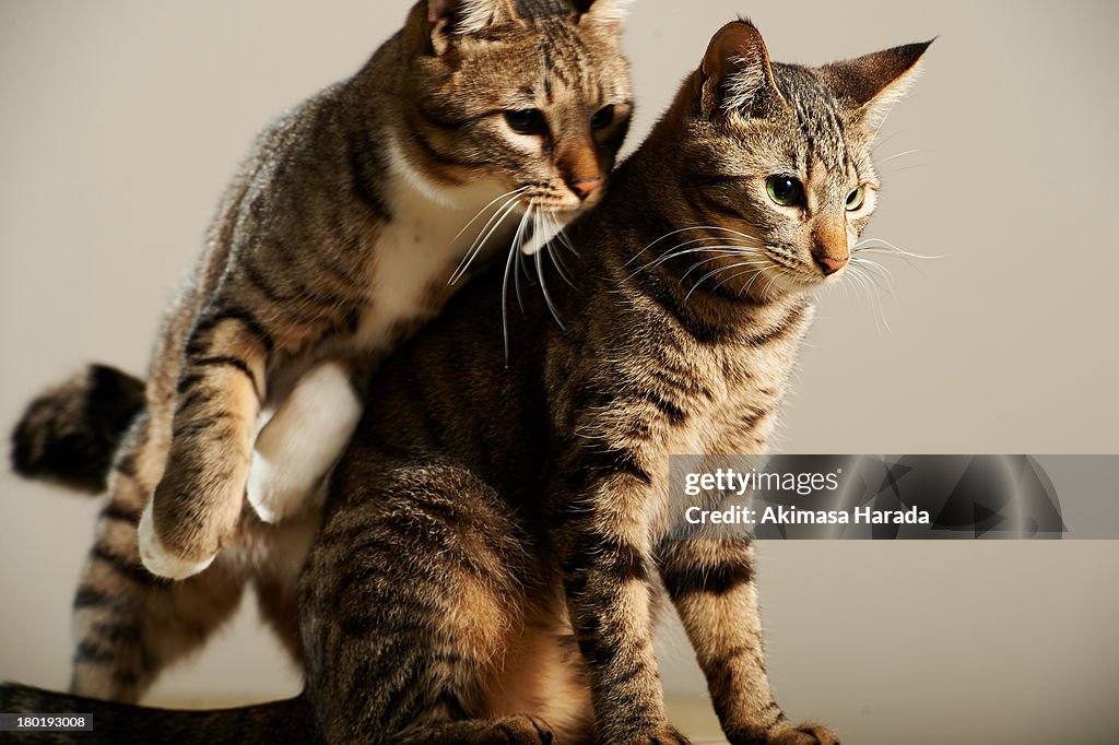 Cat like bodycheck