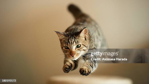 jumping domestic tabby cat - cat jump stock pictures, royalty-free photos & images