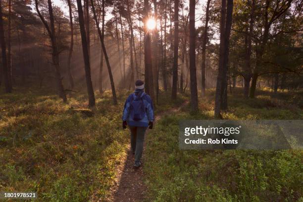 woman walking in forest on ugchelse berg near leesten on the veluwe at sunrise - posbank stockfoto's en -beelden