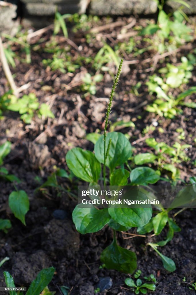 Plantago major Species of plant PLANTAGINACEAE Thai herb