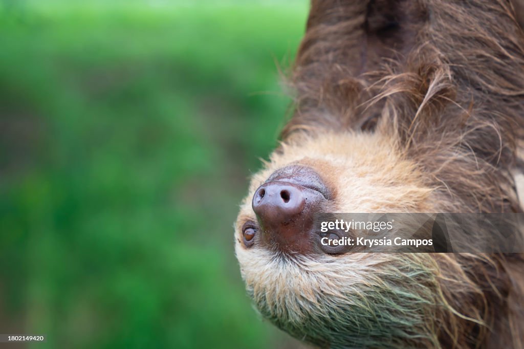 Close up to a Face of Two-Toed Sloth (Choloepus hoffmanni)