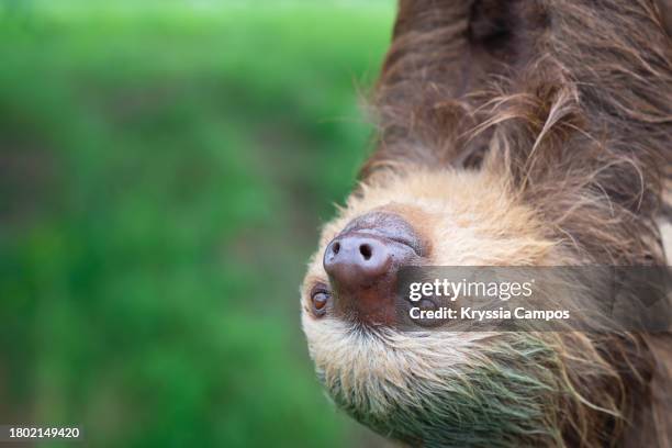 close up to a face of two-toed sloth (choloepus hoffmanni) - three toed sloth stock pictures, royalty-free photos & images