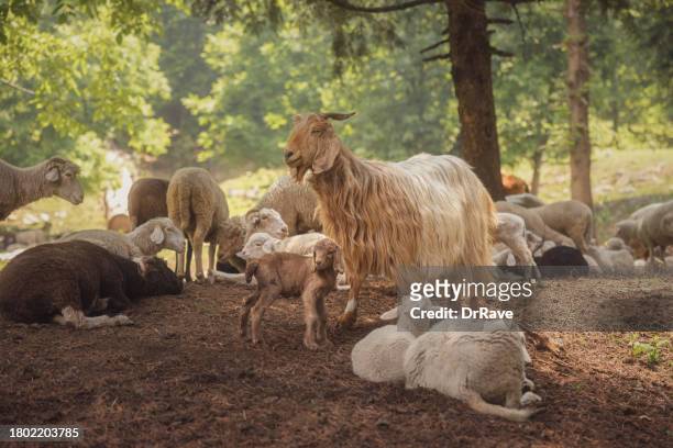himalayan mountain goats and lamb in a herd - goat grazing stock pictures, royalty-free photos & images