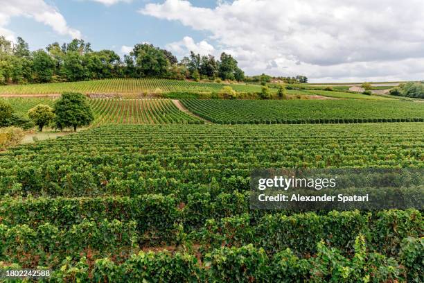 green vineyard at the winery on a summer day, elevated view, saint-emilion, france - aquitaine stock pictures, royalty-free photos & images
