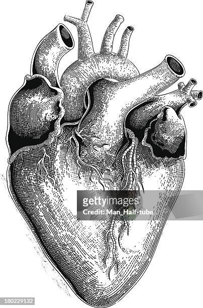 ilustraciones, imágenes clip art, dibujos animados e iconos de stock de corazón humano (vector) - grabado técnica de ilustración ilustraciones