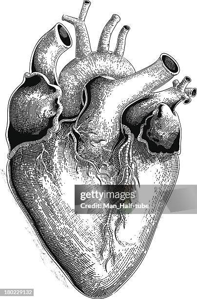 human heart (vector) - 木版畫 幅插畫檔、美工圖案、卡通及圖標