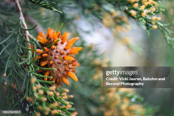 cedar tree close up - cedar branch stock pictures, royalty-free photos & images