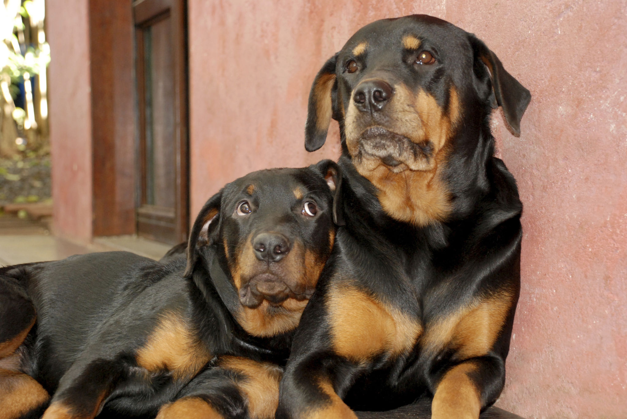 rottweiler breeding