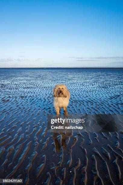 labradoodle on the beach in summer - reflection pool stock pictures, royalty-free photos & images