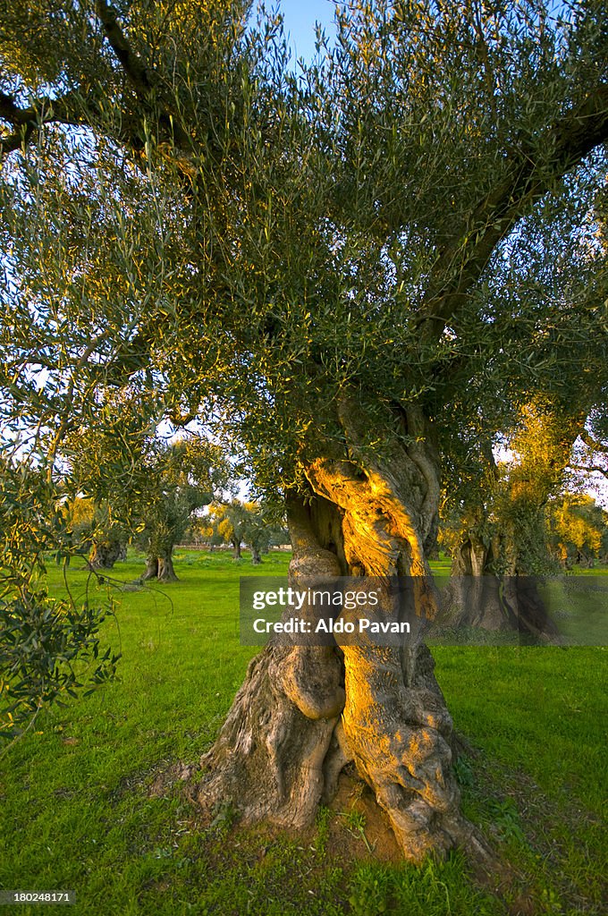 Olive trees at sunset