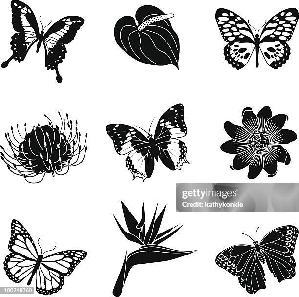 tropical flowers and butterflies - anthurium stock illustrations