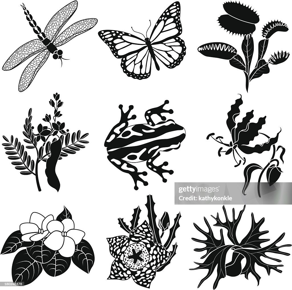 Plantas e animais tropicais