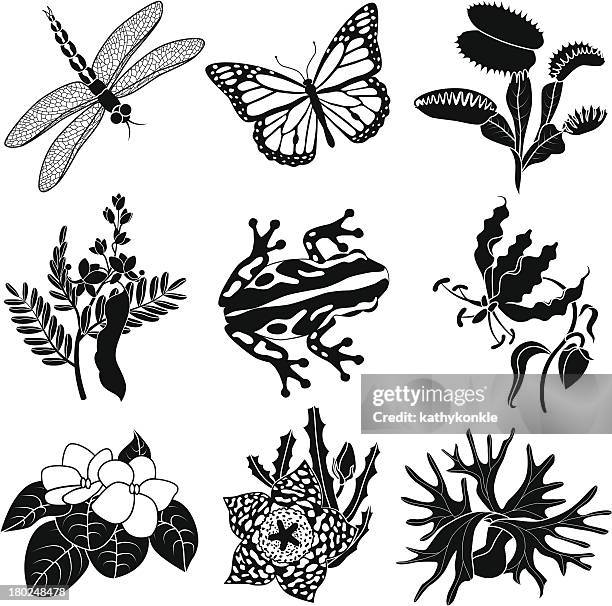 tropical plants and animals - elkhorn fern stock illustrations