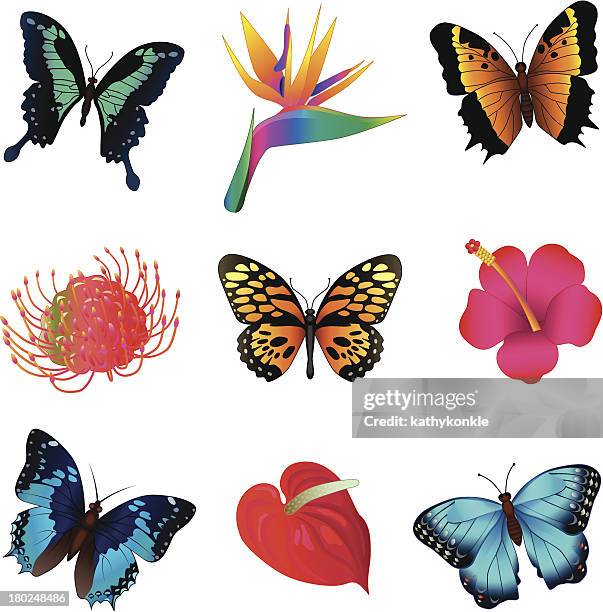 stockillustraties, clipart, cartoons en iconen met tropical butterflies and flowers - anthurium