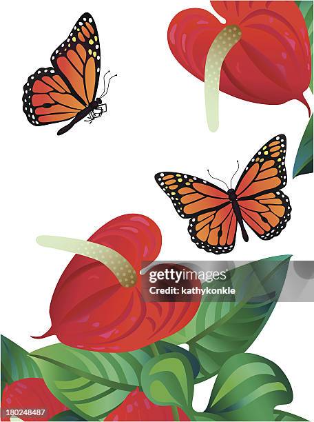 stockillustraties, clipart, cartoons en iconen met anthurium and monarch butterflies - anthurium