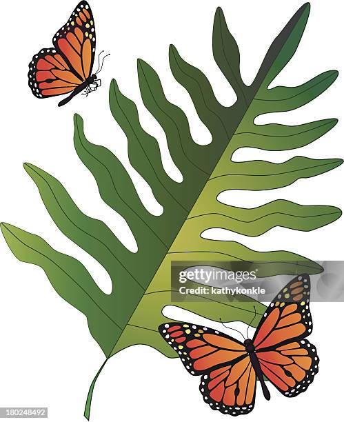 hawaiian fern and monarch butterflies - house plant white background stock illustrations