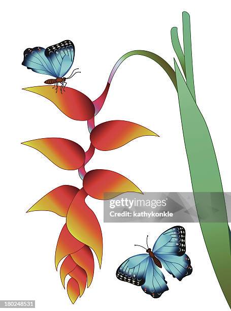 hanging heliconia and morpho butterfly - blue morpho butterfly isolated stock illustrations