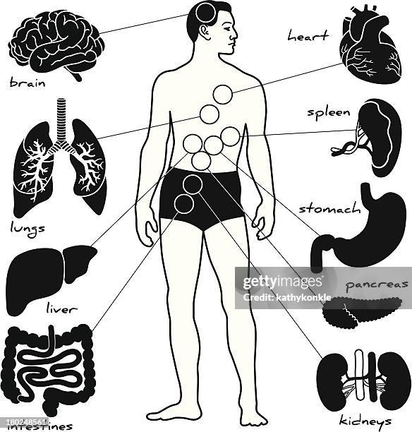 anatomie-unterricht - medical diagram stock-grafiken, -clipart, -cartoons und -symbole