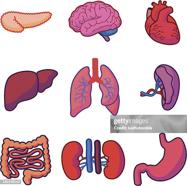 bildbanksillustrationer, clip art samt tecknat material och ikoner med human organs - människans bukspottkörtel