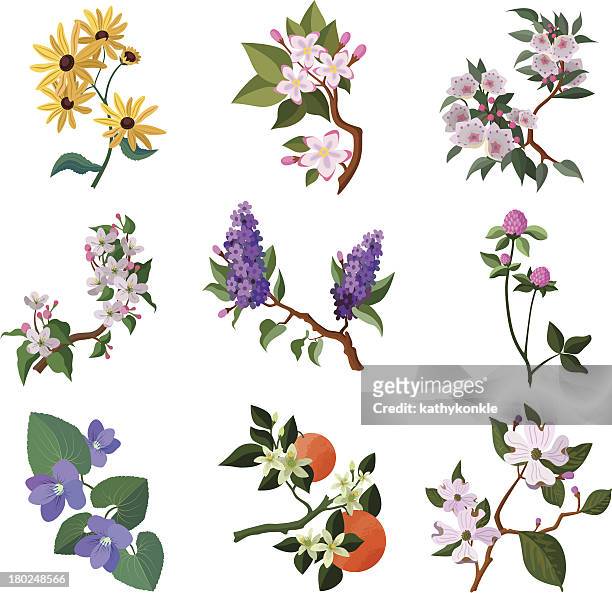 north american flowering plants - hawthorn,_victoria stock illustrations