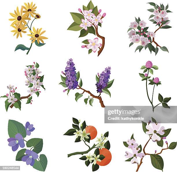 north american flowering plants - blossom stock illustrations