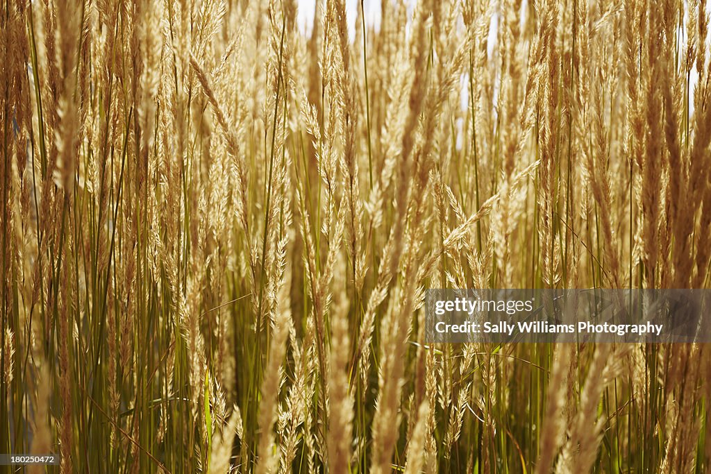 Sunlight through Calamagrostis ornamental grass