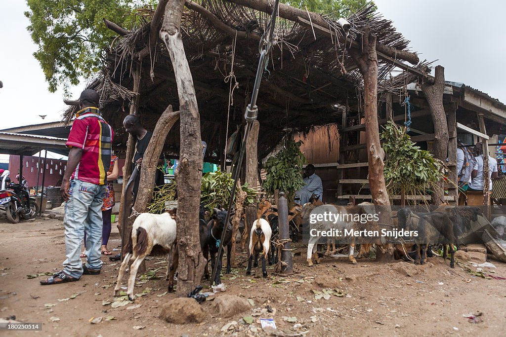 Wa Cattle market on marketday