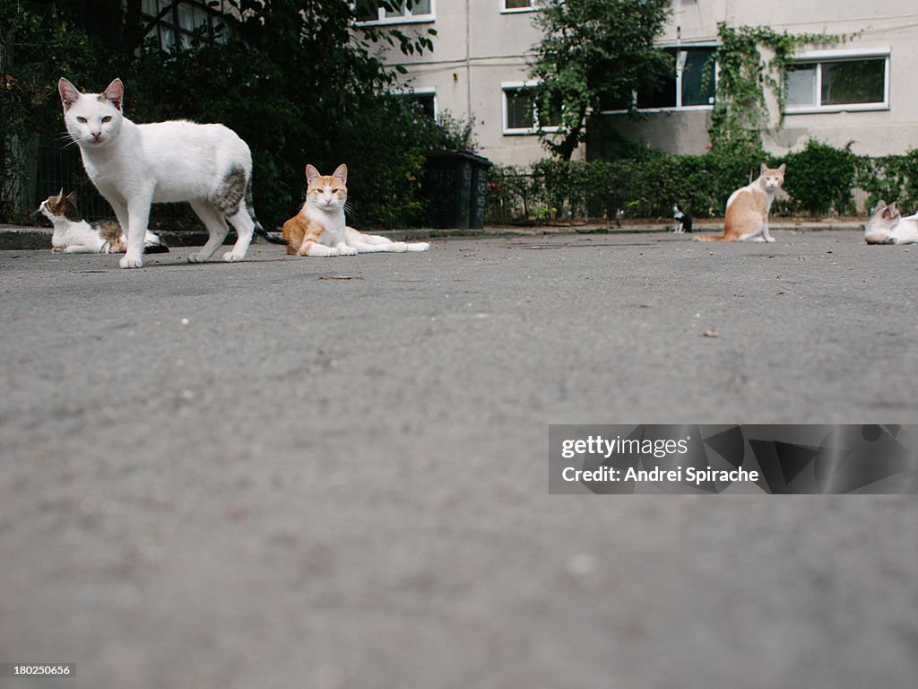 Cats lying on an alley