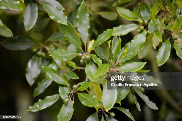 detail og bay tree with fruits - alloro foto e immagini stock