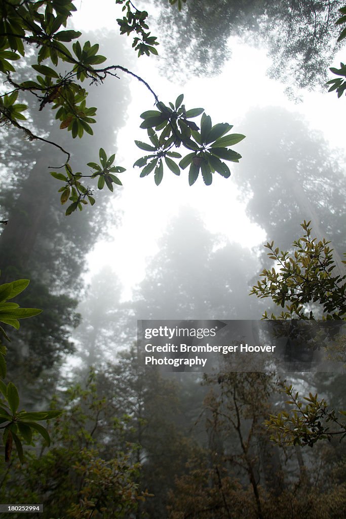 Summer in the Redwoods