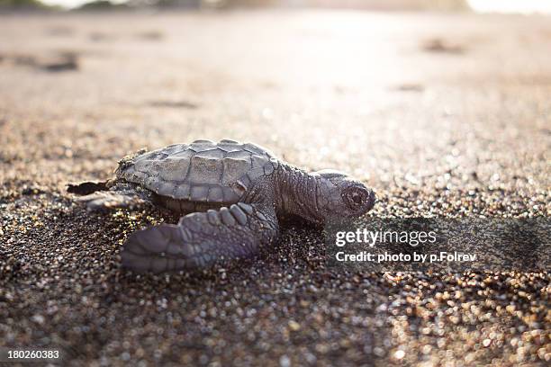 the long road - pfolrev stockfoto's en -beelden