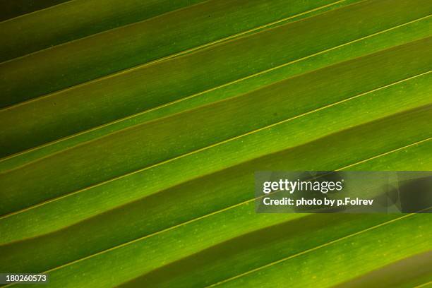 palm fronds - pfolrev stockfoto's en -beelden