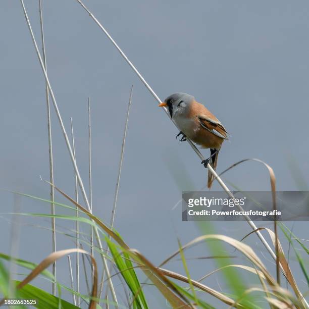 bearded reedling - powerfocusfotografie stock pictures, royalty-free photos & images