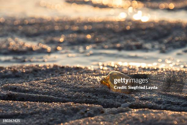 piece of amber - goud strand stockfoto's en -beelden