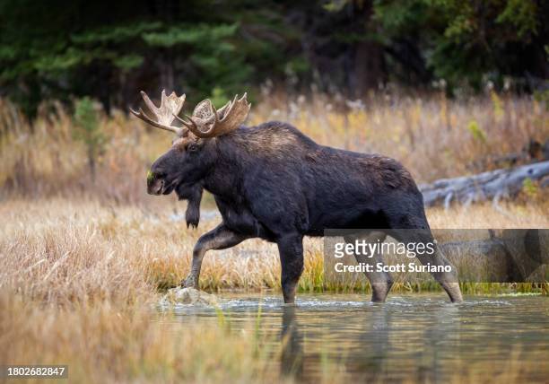 bull crossing - bull moose jackson stock pictures, royalty-free photos & images