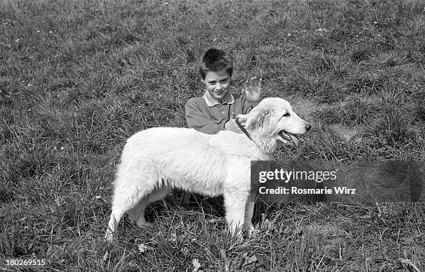 boy with his maremma sheepdog - ambivere stock pictures, royalty-free photos & images