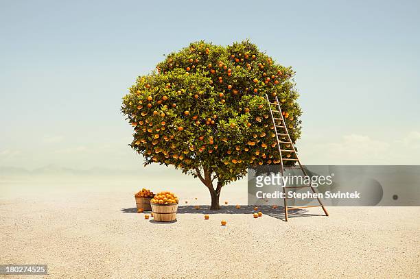 orange tree harvest in barren desert - abundance stock-fotos und bilder