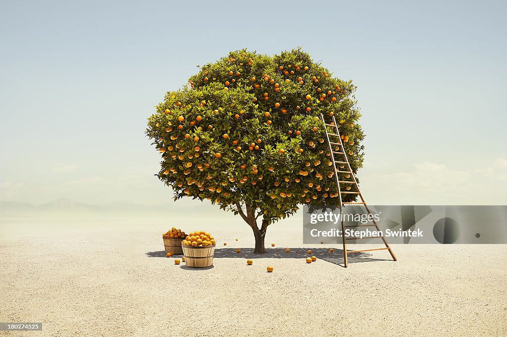 Orange tree harvest in barren desert